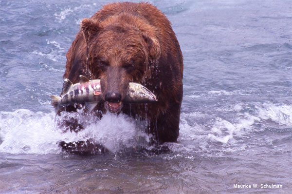 Salmon Catcher by Maurice W. Schulman