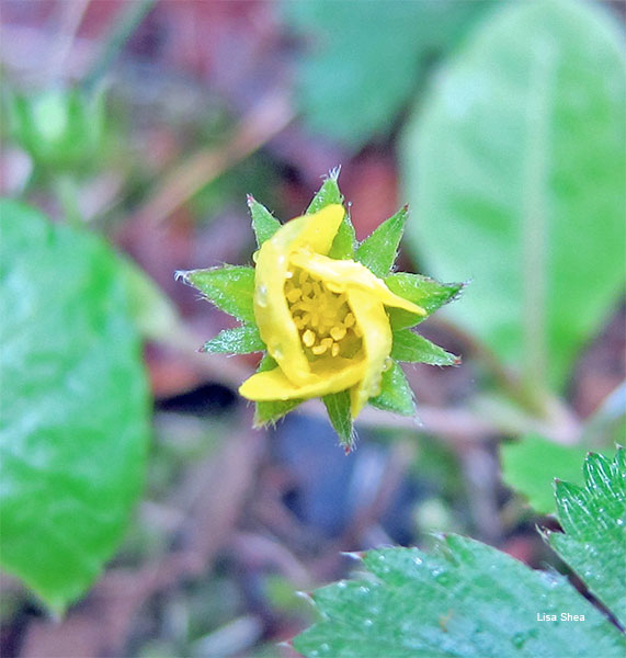 Buttercup and Star Leaves by Lisa Shea