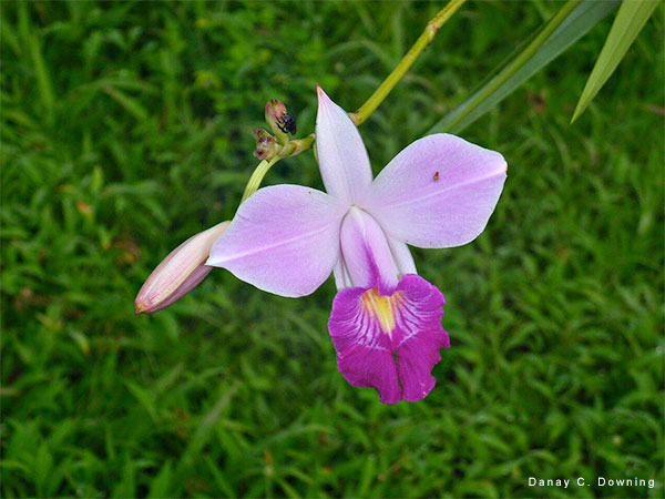 Violeta Elegante by Danay C. Downing