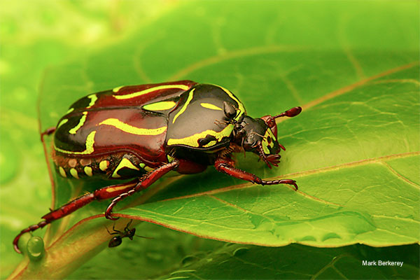 Fiddler Beetle by Mark Berkerey